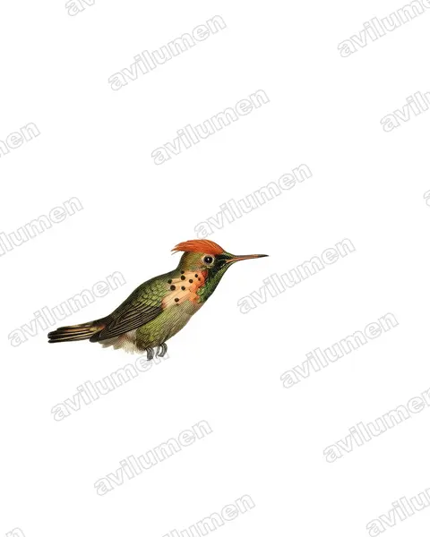 Vintage plate illustration: Lophornis ornatus (Tufted coquette)