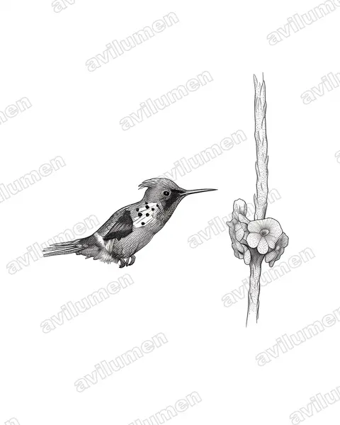 Ink illustration: Lophornis ornatus (Tufted coquette)