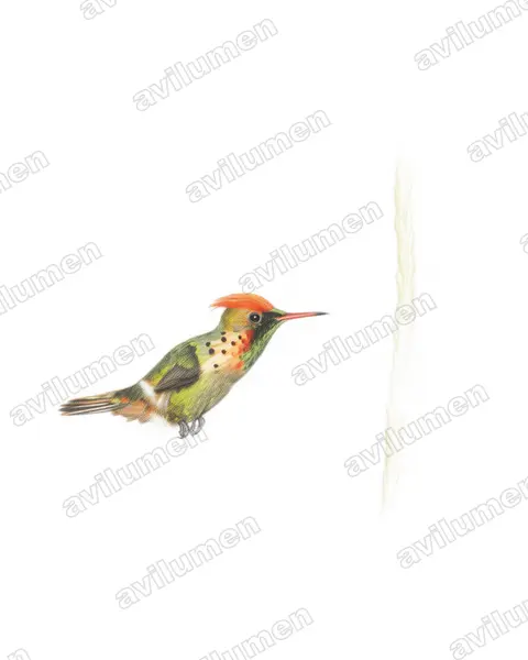 Colored pencil illustration: Lophornis ornatus (Tufted coquette)