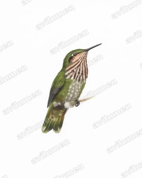 Illustration Aquarelle : Lophornis pavoninus (Coquette paon)