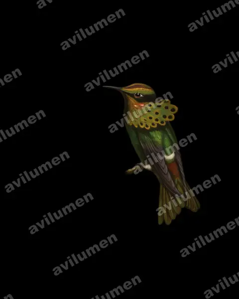 Illustration Huile : Lophornis pavoninus (Coquette paon)