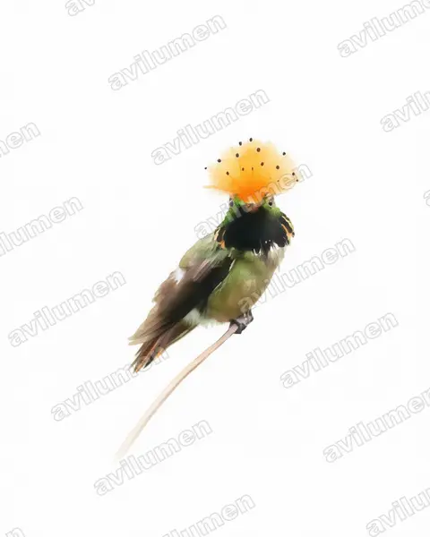 斑冠蜂鸟(Lophornis stictolophus)的水彩插画
