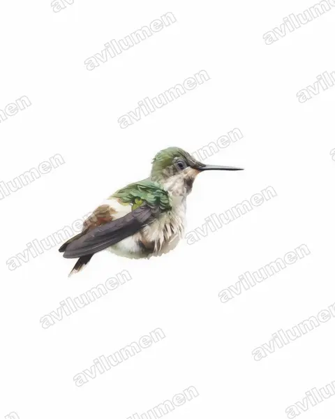 Illustration Aquarelle : Lophornis verreauxii (Coquette de Verreaux)