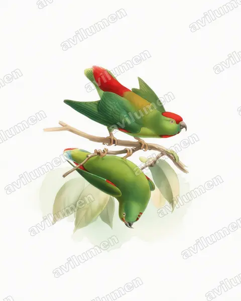 Watercolor illustration: Loriculus amabilis (Moluccan Hanging Parrot)