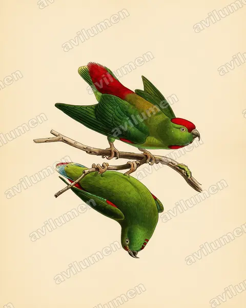 Vintage plate illustration: Loriculus amabilis (Moluccan Hanging Parrot)