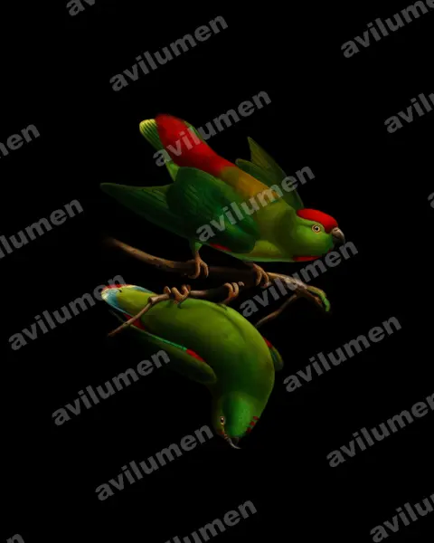 Oil illustration: Loriculus amabilis (Moluccan Hanging Parrot)