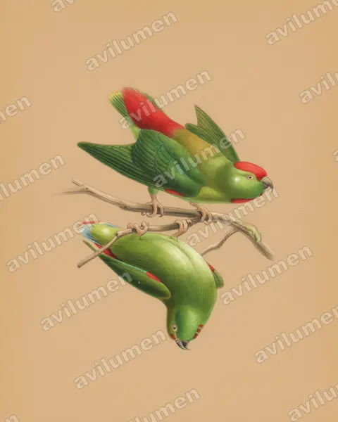 Colored pencil illustration: Loriculus amabilis (Moluccan Hanging Parrot)