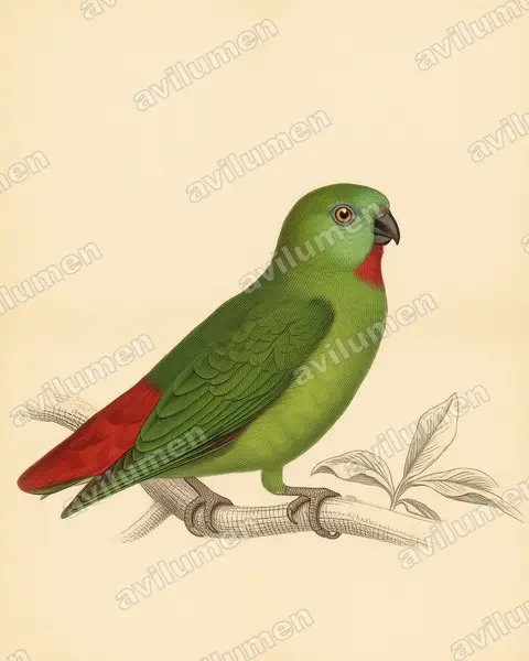 Orange-fronted Hanging Parrot（Loriculus aurantiifrons）的古典图版插画