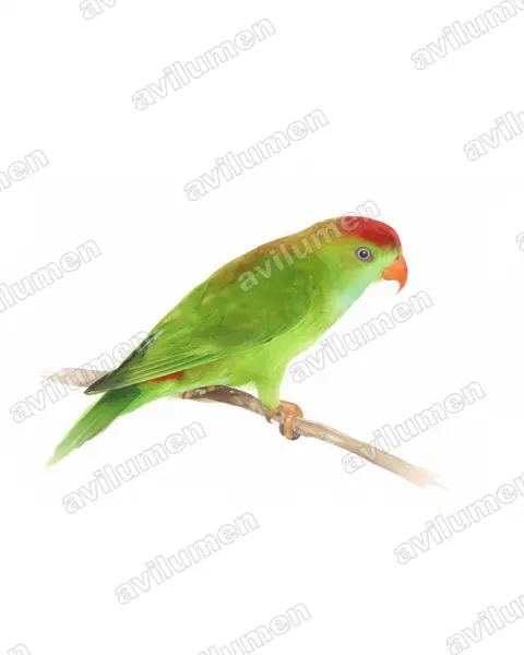 Sri Lanka Hanging Parrot（Loriculus beryllinus）的水彩插画