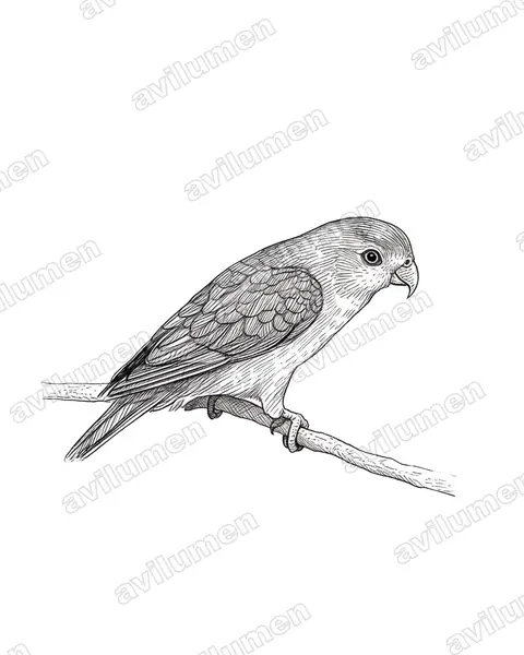Sri Lanka Hanging Parrot（Loriculus beryllinus）的钢笔墨线插画