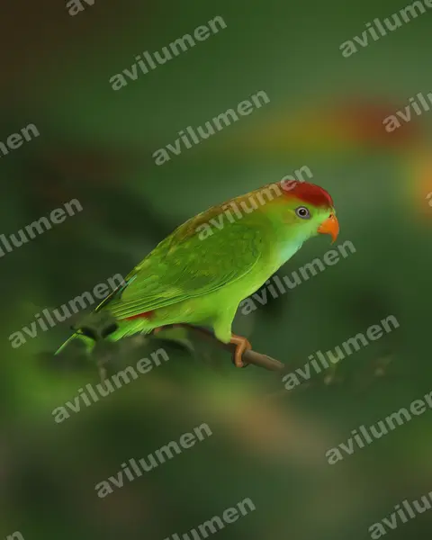 Sri Lanka Hanging Parrot（Loriculus beryllinus）的写实插画