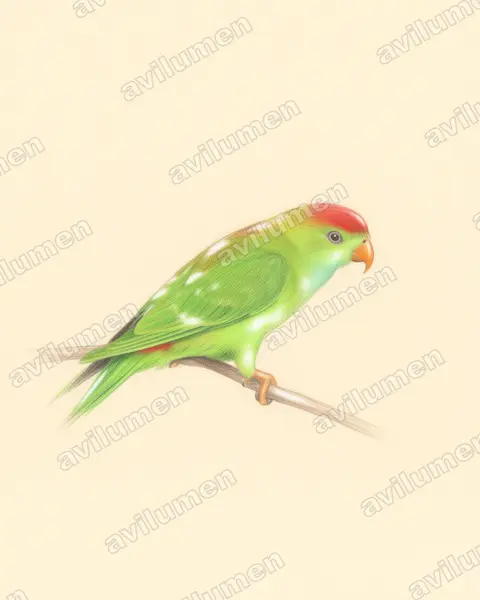 Sri Lanka Hanging Parrot（Loriculus beryllinus）的彩色铅笔插画