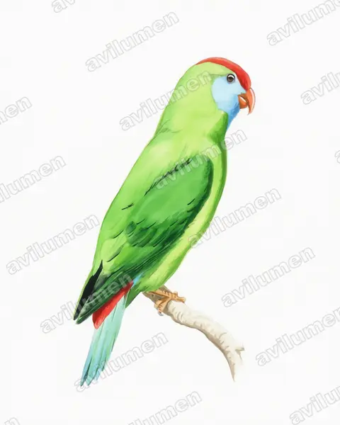 Illustration Aquarelle : Loriculus camiguinensis (Coryllis de Camiguin)