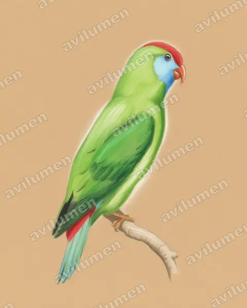 Illustration Crayon de couleur : Loriculus camiguinensis (Coryllis de Camiguin)