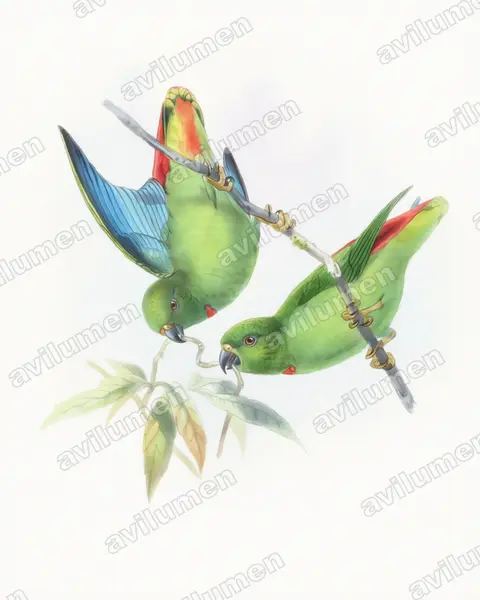 Watercolor illustration: Loriculus catamene (Sangihe Hanging Parrot)