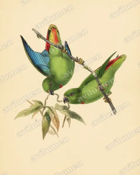Vintage plate illustration: Loriculus catamene (Sangihe Hanging Parrot)