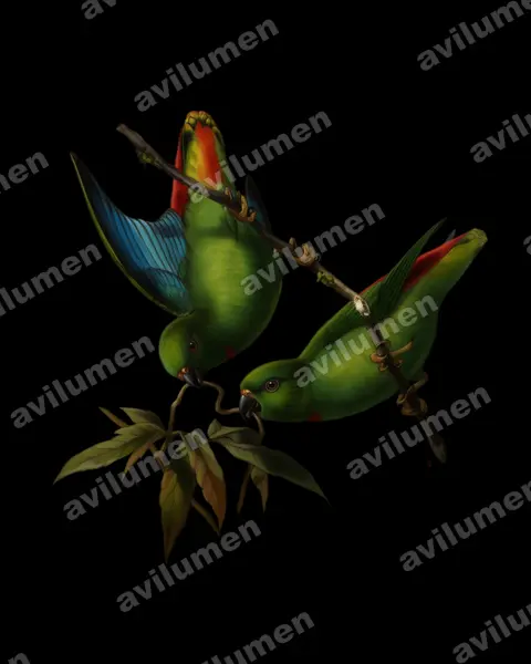 Oil illustration: Loriculus catamene (Sangihe Hanging Parrot)