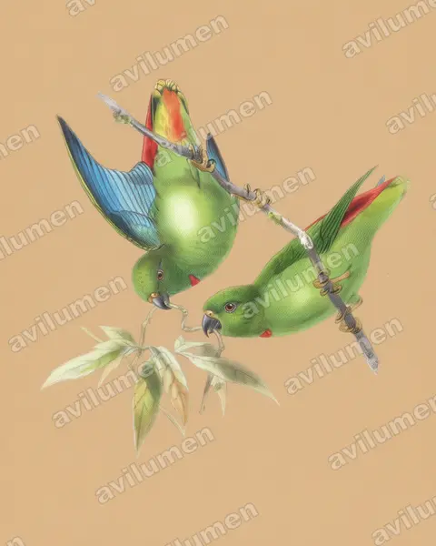 Colored pencil illustration: Loriculus catamene (Sangihe Hanging Parrot)