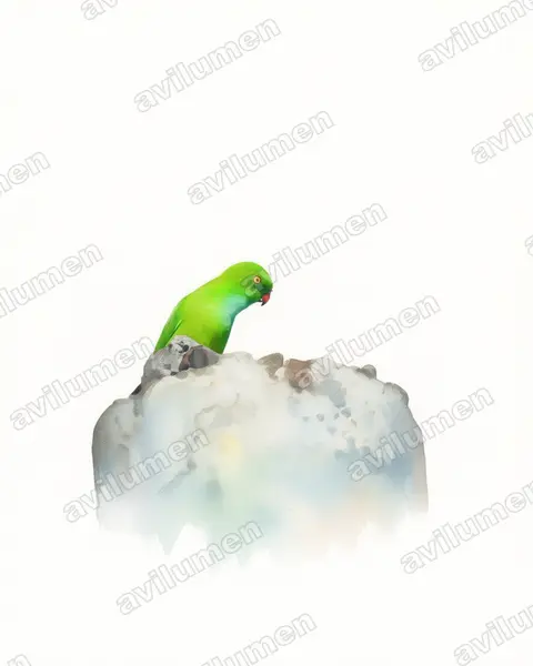 Illustration im Stil Aquarell: Pygmy Hanging Parrot (Loriculus exilis)