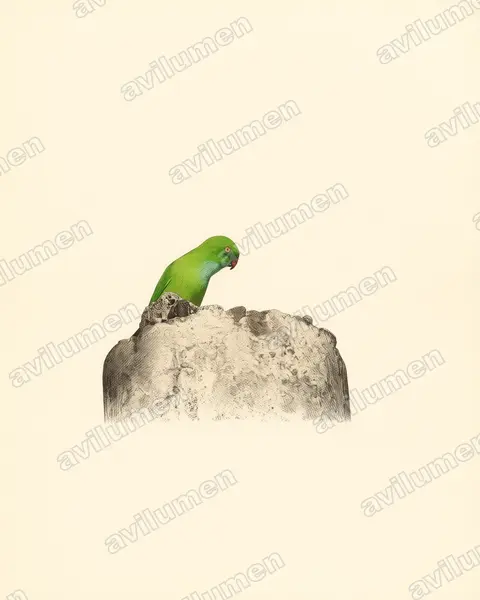 Illustration im Stil Historische Tafel: Pygmy Hanging Parrot (Loriculus exilis)