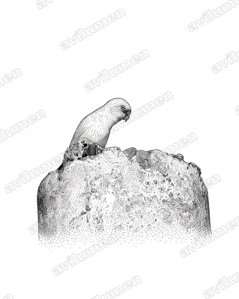 Illustration im Stil Tusche: Pygmy Hanging Parrot (Loriculus exilis)