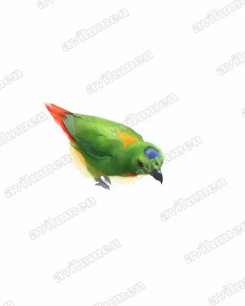 Illustration im Stil Aquarell: Blaukrönchen (Loriculus galgulus)