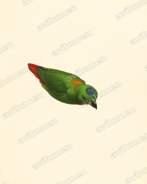Illustration im Stil Historische Tafel: Blaukrönchen (Loriculus galgulus)