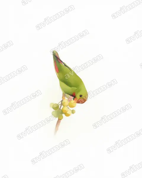 Illustration Aquarelle : Loriculus philippensis (Coryllis des Philippines)