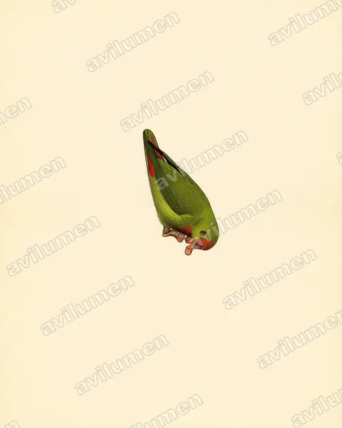 Illustration Planche ancienne : Loriculus philippensis (Coryllis des Philippines)