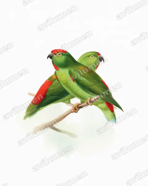 Watercolor illustration: Loriculus stigmatus (Great Hanging Parrot)