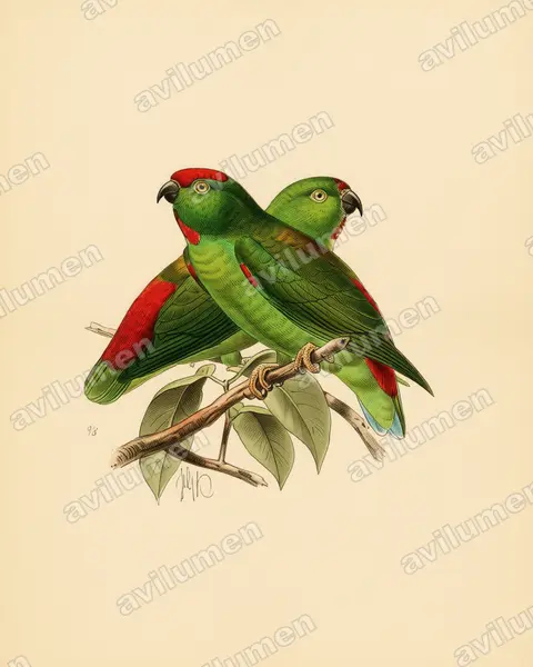 Vintage plate illustration: Loriculus stigmatus (Great Hanging Parrot)