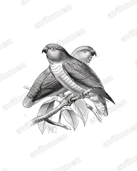 Ink illustration: Loriculus stigmatus (Great Hanging Parrot)