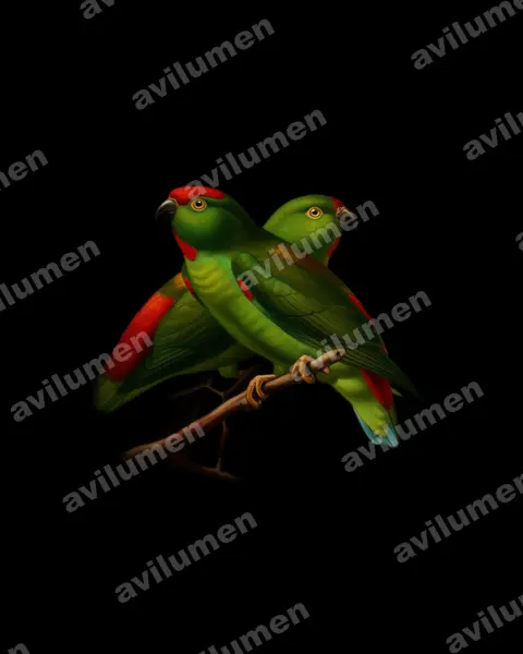 Oil illustration: Loriculus stigmatus (Great Hanging Parrot)