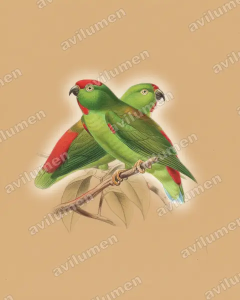 Colored pencil illustration: Loriculus stigmatus (Great Hanging Parrot)