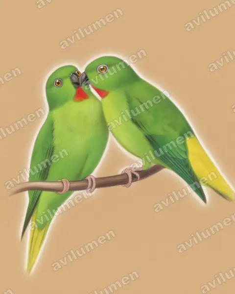 Illustration Crayon de couleur : Loriculus tener (Coryllis des Bismarck)