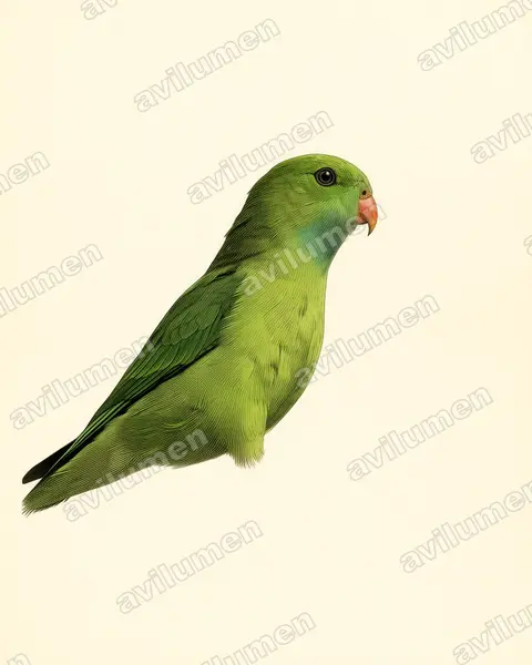 Ilustración en Lámina antigua: Loriculus vernalis (Lorículo vernal)