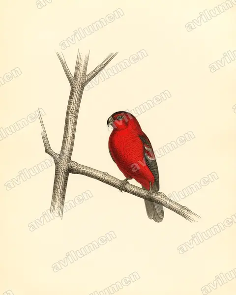 Vintage plate illustration: Lorius albidinucha (White-naped Lory)