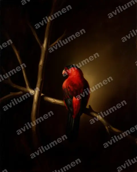 Oil illustration: Lorius albidinucha (White-naped Lory)