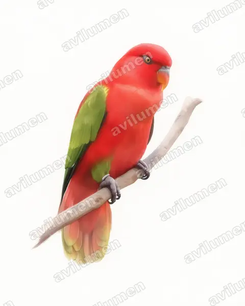 Ilustración en Acuarela: Lorius garrulus (Lori gárrulo​)
