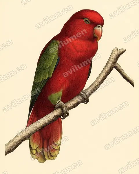 Ilustración en Lámina antigua: Lorius garrulus (Lori gárrulo​)