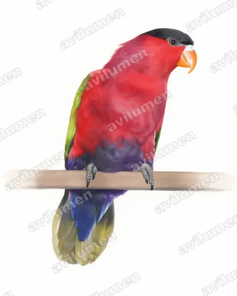Purple-bellied Lory（Lorius hypoinochrous）的水彩插画