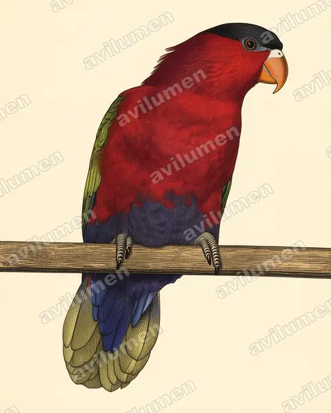 Purple-bellied Lory（Lorius hypoinochrous）的古典图版插画