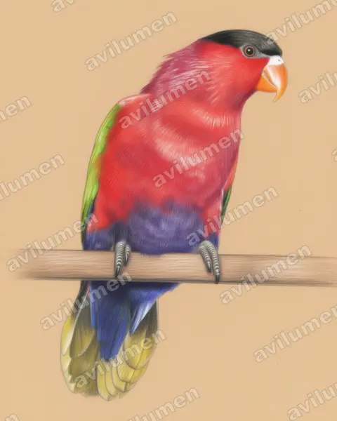 Purple-bellied Lory（Lorius hypoinochrous）的彩色铅笔插画