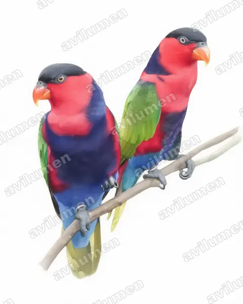Watercolor illustration: Lorius lory (Black-capped Lory)