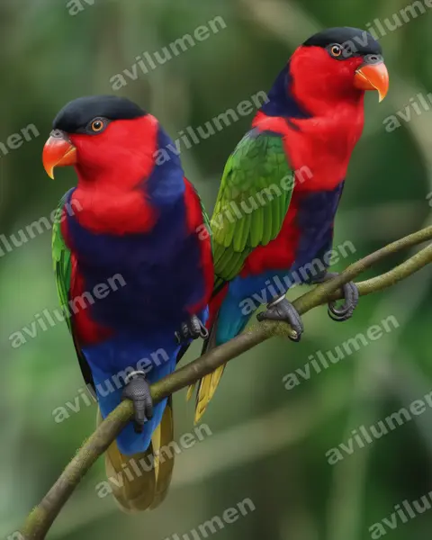 Realistic illustration: Lorius lory (Black-capped Lory)