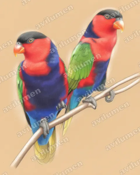 Colored pencil illustration: Lorius lory (Black-capped Lory)