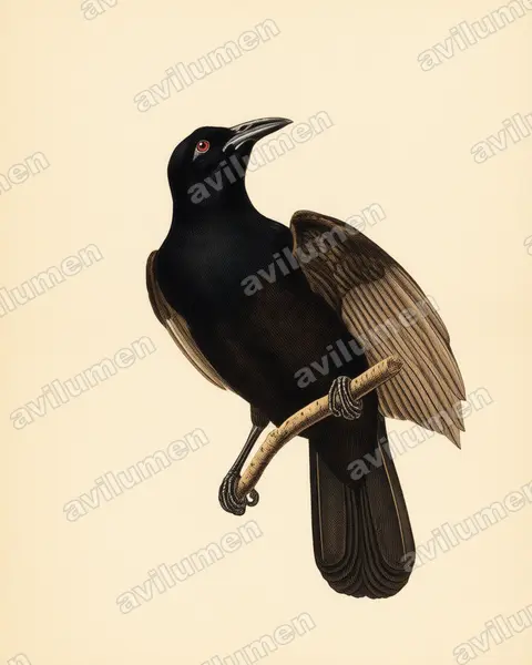 Illustration im Stil Historische Tafel: Krähenparadiesvogel (Lycocorax pyrrhopterus)