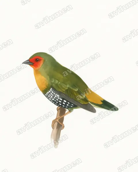 Illustration Aquarelle : Mandingoa nitidula (Sénégali vert)