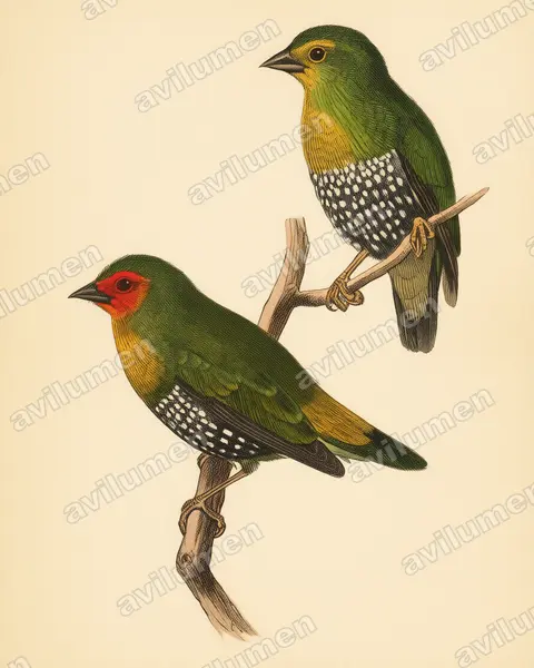 Illustration Planche ancienne : Mandingoa nitidula (Sénégali vert)