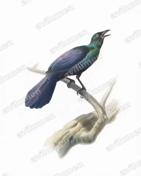 Ilustración en Acuarela: Manucodia ater (Ave del paraíso negra)
